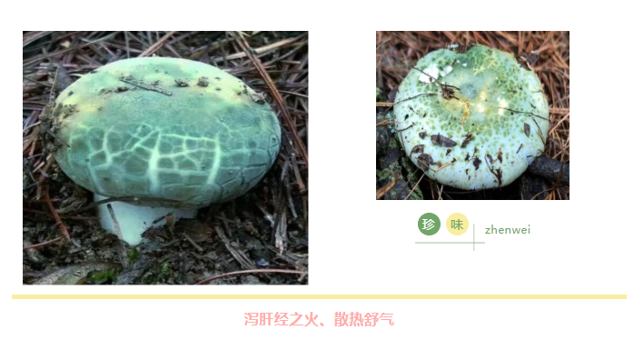 菌類揭秘：青頭菌護肝，羊脂菌潤肺，硒含量驚人，超越人參、豬肉